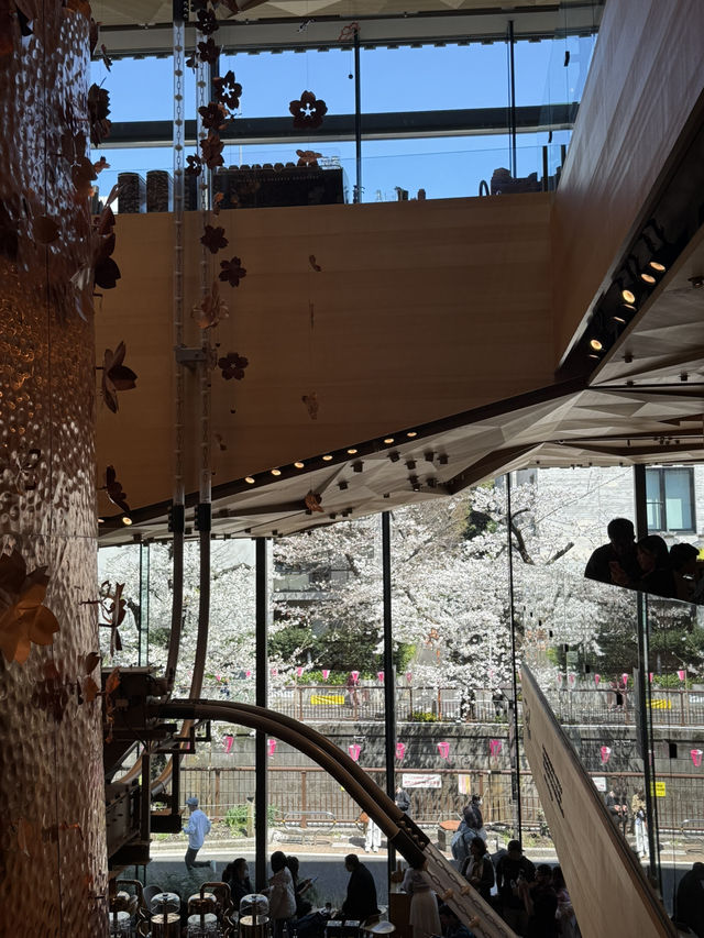 桜とコーヒーの贅沢体験🌸☕️中目黒スタバでのお花見レポート
