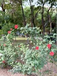 Springtime Serenity at Tashkent Chimes and Park Bolazhon