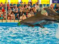 Title: Dive into Delight: A Day at Pattaya Dolphinarium