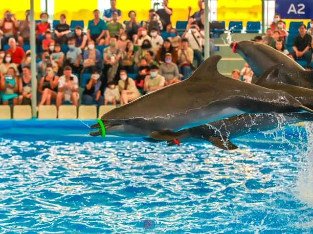 Title: Dive into Delight: A Day at Pattaya Dolphinarium