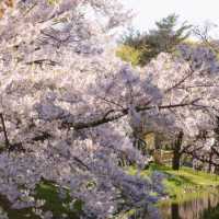 札幌一個公園隨手拍拍就美成這樣
