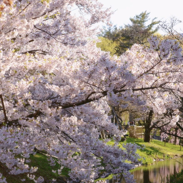 札幌一個公園隨手拍拍就美成這樣