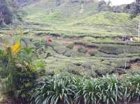 Cameron Highlands’ Green Gem