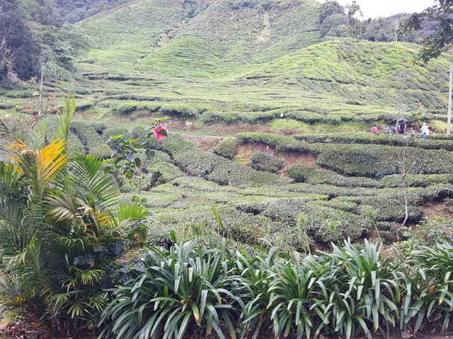 Cameron Highlands’ Green Gem
