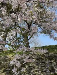 Cherry Blossom Viewing: The Best Choice is Definitely Japan’s Countryside