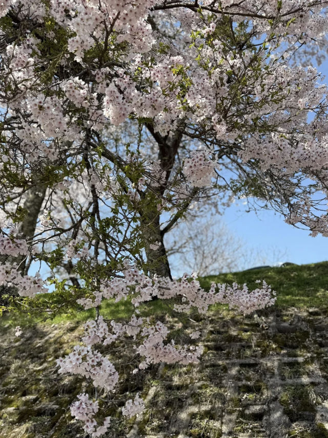 Cherry Blossom Viewing: The Best Choice is Definitely Japan’s Countryside