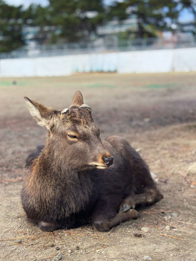 A Family’s Ultimate 6-Day Osaka Adventure: From Nara Deer to Super Mario World!