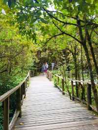 Your Springtime Escape into Chiang Mai’s Cloud Forest