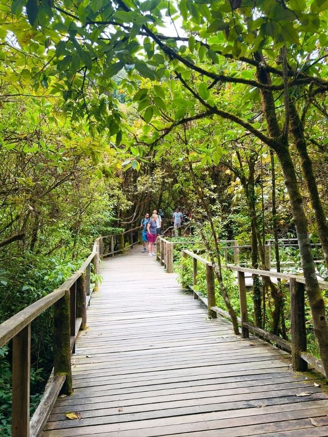 Your Springtime Escape into Chiang Mai’s Cloud Forest