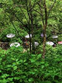 May Visit to Hase-dera Temple: A Garden of Flowers