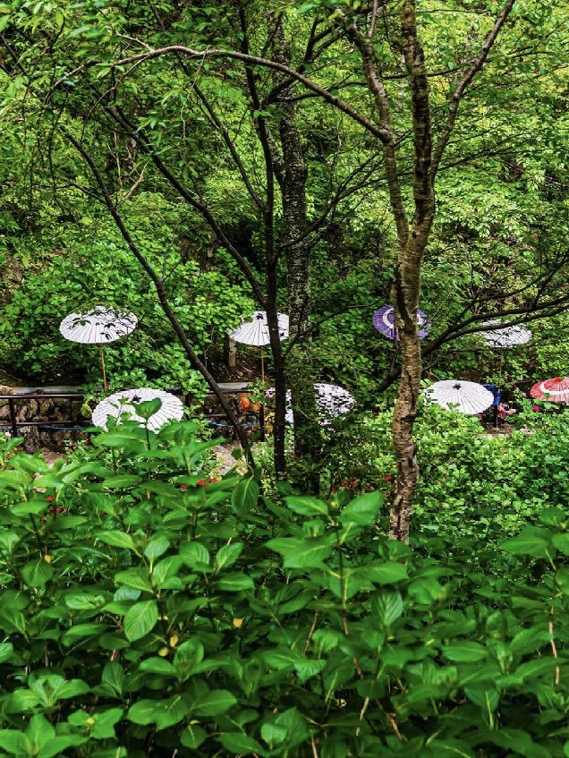 May Visit to Hase-dera Temple: A Garden of Flowers