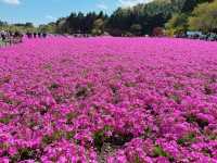 【山梨】ピンクの絨毯が一面に広がる富士芝桜