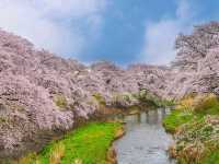 Akiyama’s Cherry Blossom Sweet Spot