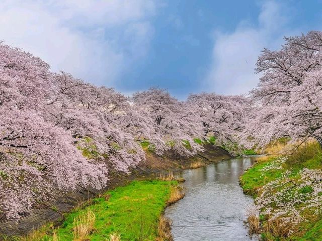 Akiyama’s Cherry Blossom Sweet Spot