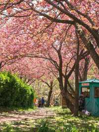 Blossoms by the Sea: Experiencing Spring in Busan