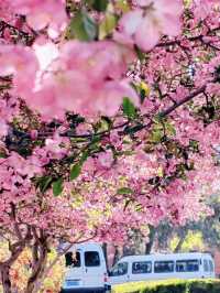 🎨 Dalian Labor Park – Spring Blossoms Like a Monet Painting