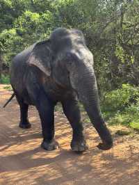 2 Days in Badulla – A Journey Through Nature and Culture