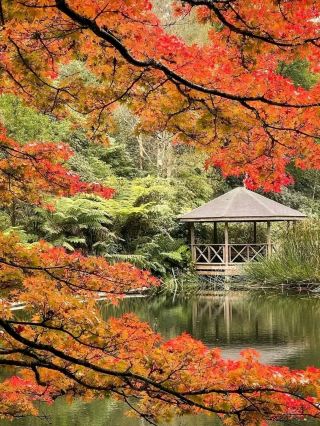 Dandenong Ranges Botanic Garden – Autumn Magic in Melbourne