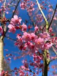Royal Botanic Gardens – London’s Autumn Masterpiece