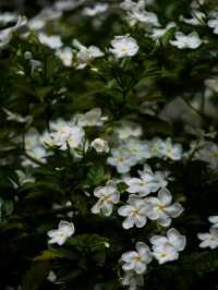 Blooms of Dhaka University: A Peaceful Pause in the Heart of the City