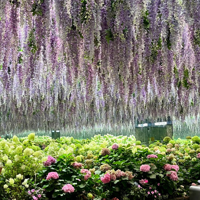 Korea Travel | Begonia & Bird Garden in Gyeonggi-do 🌺🦜