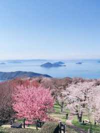 Sakura Above the Seto Sea – Mt. Shiude’s White Paradise