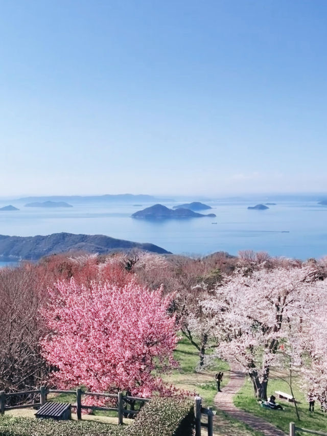 Sakura Above the Seto Sea – Mt. Shiude’s White Paradise