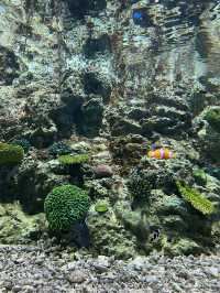 [ชลบุรี] 🪼 Bangsaen Aquarium (อควาเรียมบางแสน)