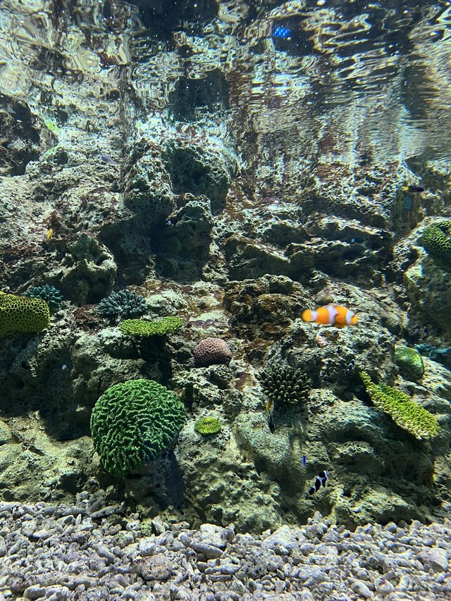 [ชลบุรี] 🪼 Bangsaen Aquarium (อควาเรียมบางแสน)