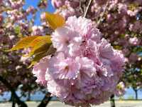 America’s Front Yard: National Mall & Memorial Parks