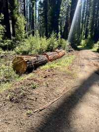 A Walk Through California’s Oldest State Park