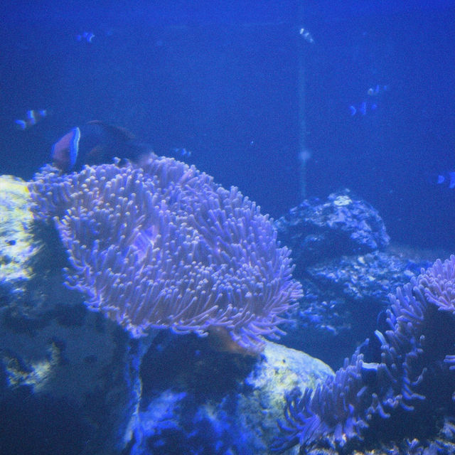 Bangsaen Aquarium - สื่อเรียนรู้ความบันเทิงใต้ทะเล