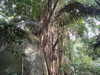 Tioman Island’s Legendary 300-Year-Old Banyan Tree — The Mother Willow Tree 🌳✨