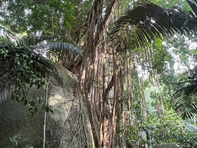 Tioman Island’s Legendary 300-Year-Old Banyan Tree — The Mother Willow Tree 🌳✨