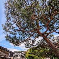 高山 | 宮川綠地、老街陣屋散策一日遊