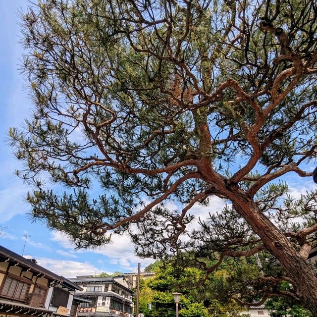 高山 | 宮川綠地、老街陣屋散策一日遊