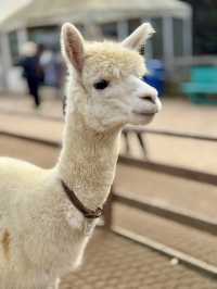A Fluffy Adventure in the Hills of Alpaca World