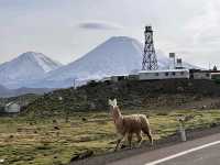 Lauca National Park – Wild Beauty at the Top of the World