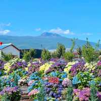 済州島の紫陽花、まるで夢のような景色…💠