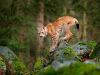 Bavarian Forest National Park – Germany’s First Wilderness Sanctuary