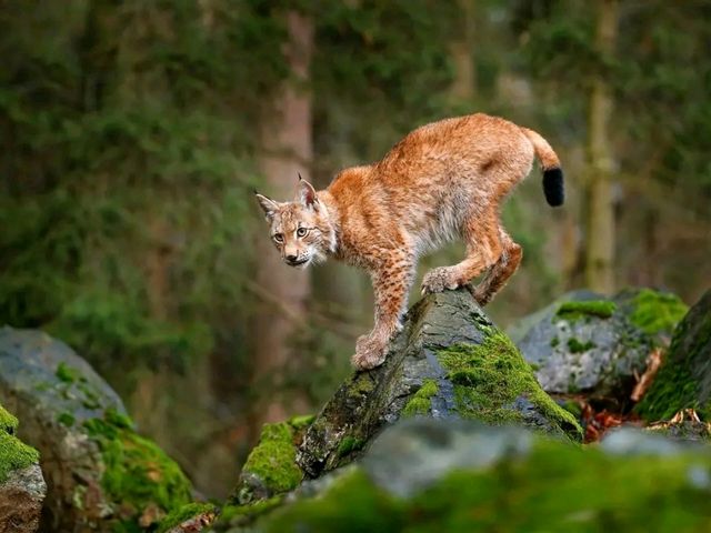 Bavarian Forest National Park – Germany’s First Wilderness Sanctuary