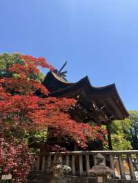 岡山｜在紫藤季再訪阿智神社 賞阿智大藤與抽彩色籤