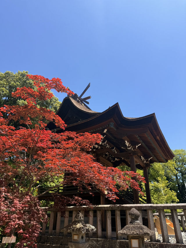 岡山｜在紫藤季再訪阿智神社 賞阿智大藤與抽彩色籤