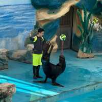 【中国/上海/上海野生動物園】希少な野生動物を見に行こう！