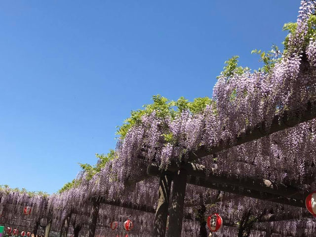 藏王雪山與浪漫仙子紫藤花