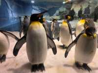 Sea World – Gold Coast, QLD