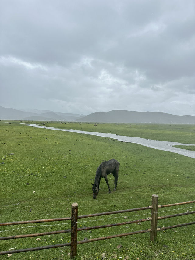 Shangrila Trip| 🌊 Napahai Lake – Shangri-La’s Seasonal Wonderland