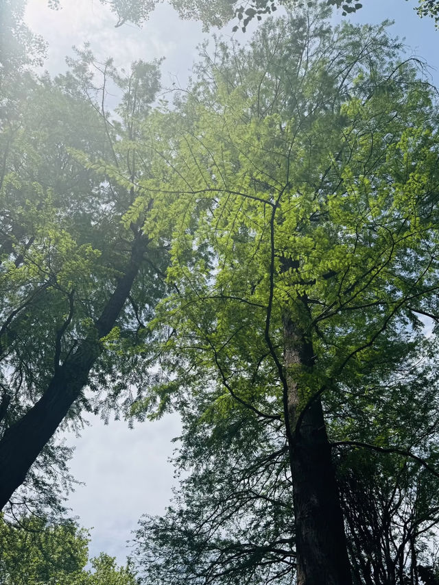 A Literary Escape in the Heart of the City – Lu Xun Park, Shanghai