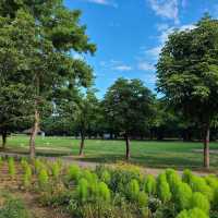 The Seoul Forest Park