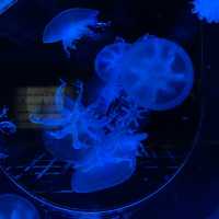 Aquarium Phuket 